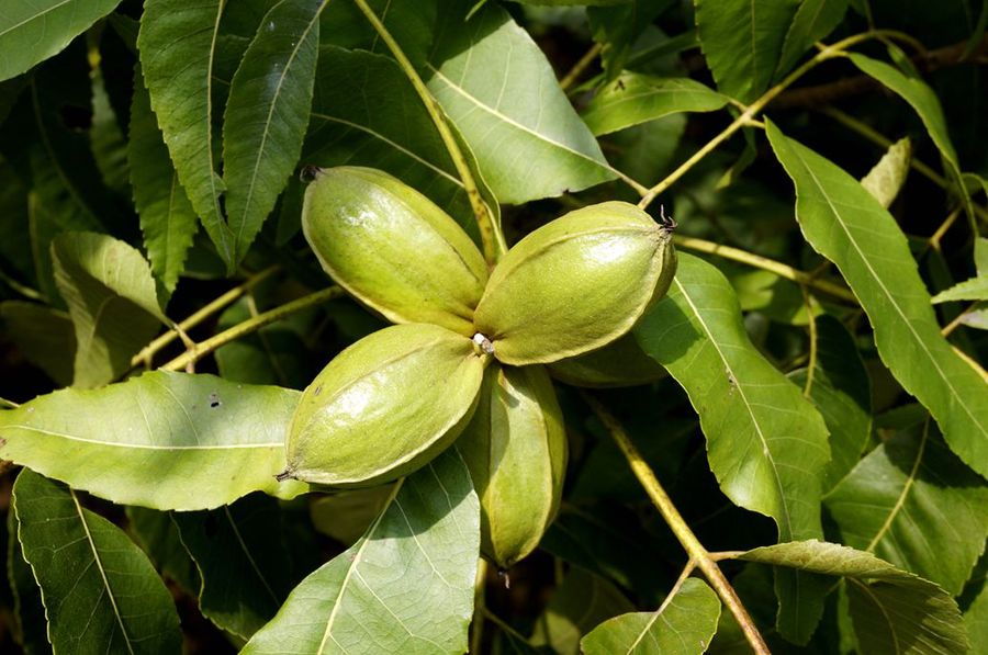 薄壳山核桃