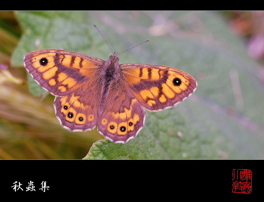 【雕虫小技--秋虫集-2摄影图片】杭州市生态摄