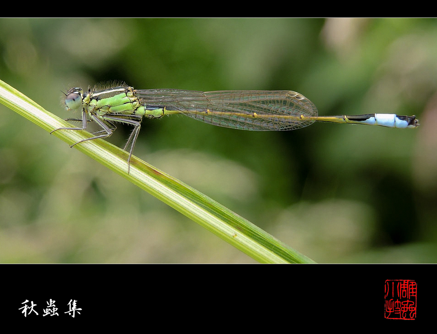 【雕虫小技--秋虫集-2摄影图片】杭州市生态摄