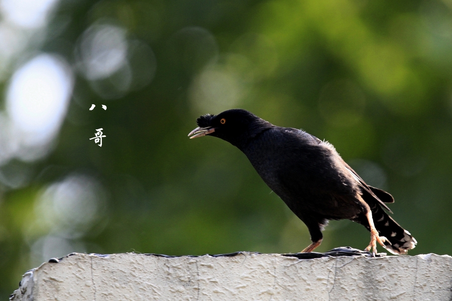 常见鸟类大全图片大全