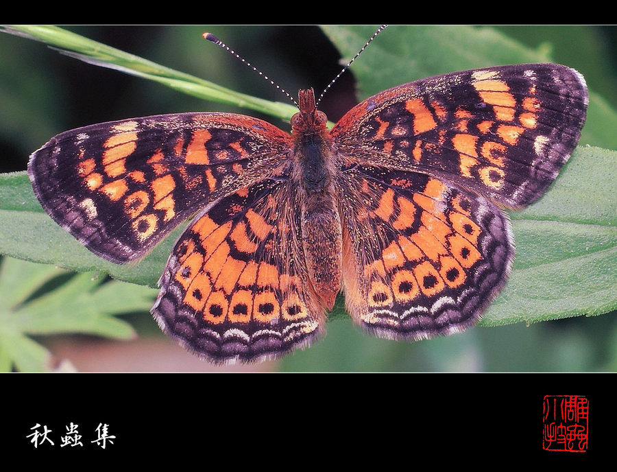 【雕虫小技--秋虫集-3摄影图片】杭州市生态摄