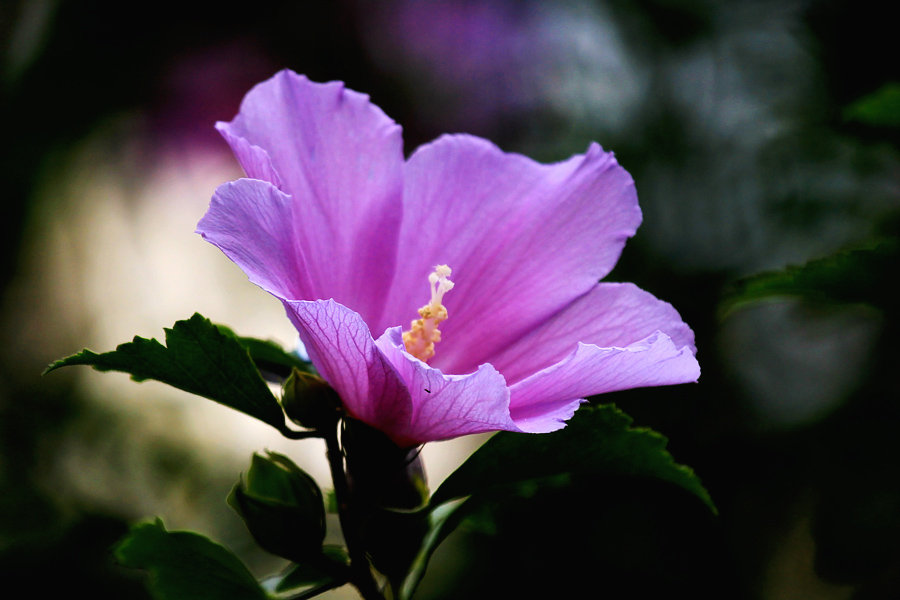 木槿花