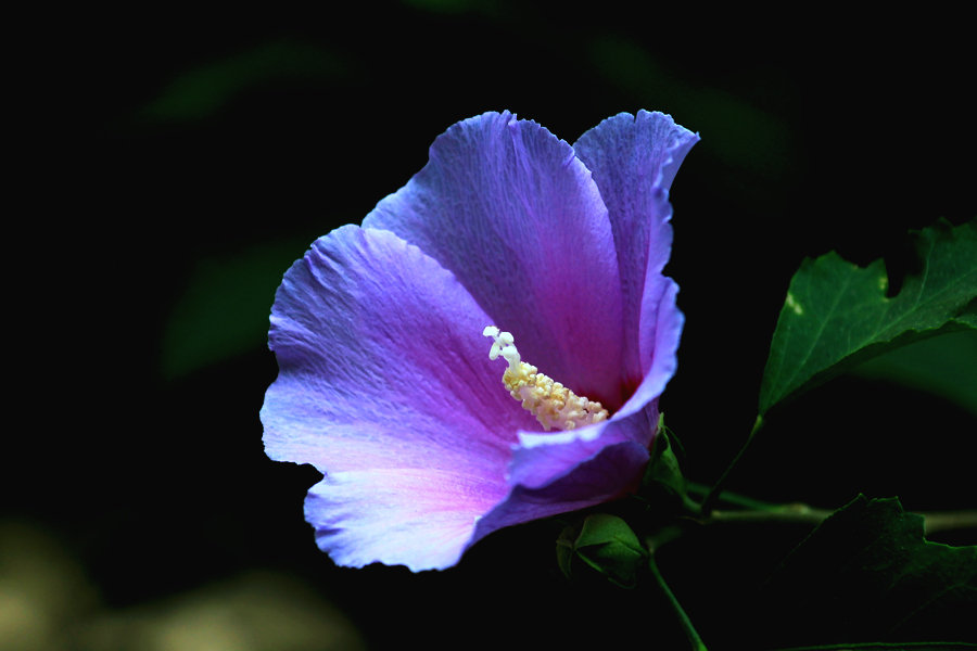 木槿花