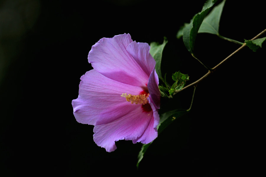 木槿花