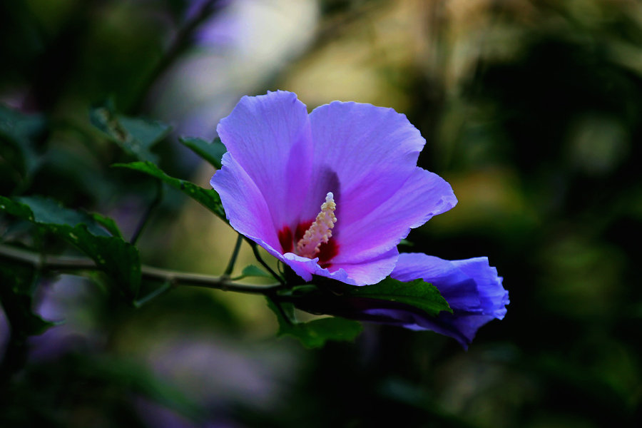 木槿花