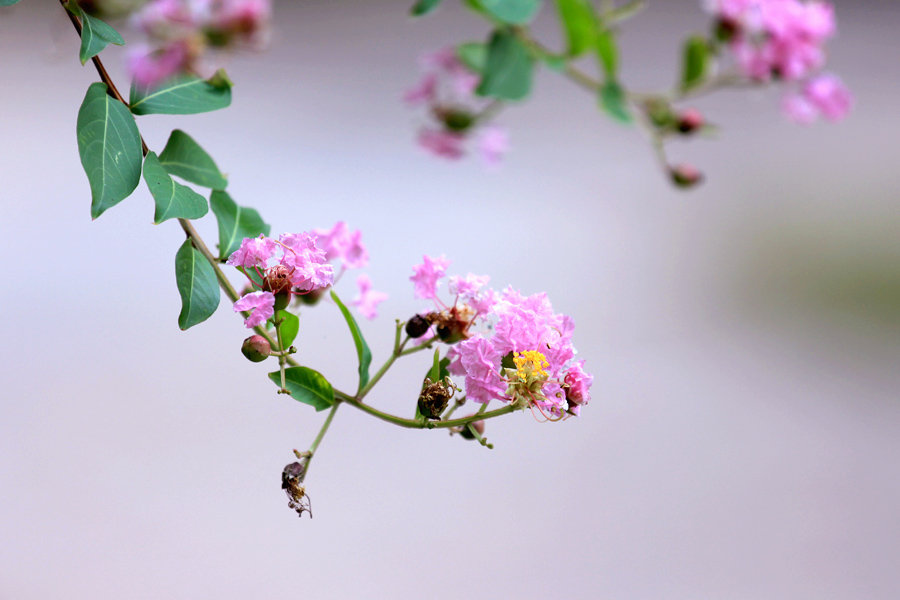 紫薇花