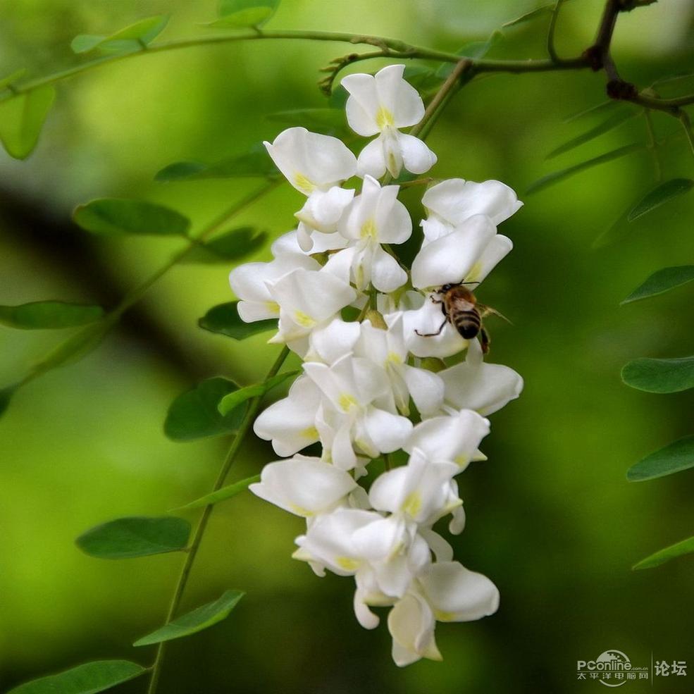 槐花图片