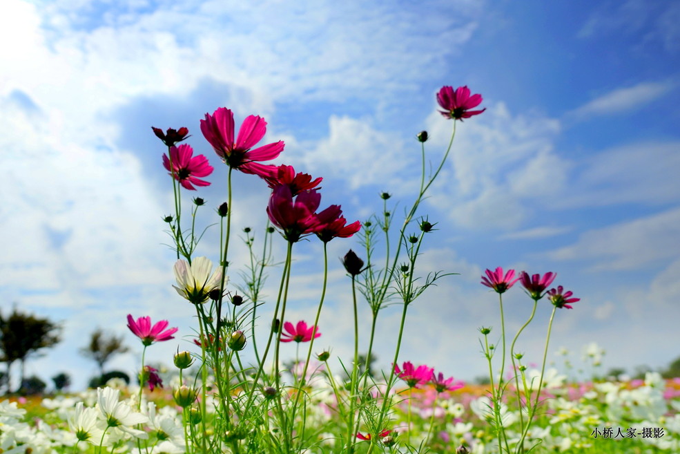 格桑花开