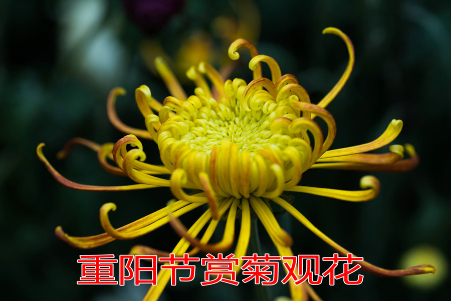 【祝老年朋友们重阳节健康长寿摄影图片】生态摄影_网