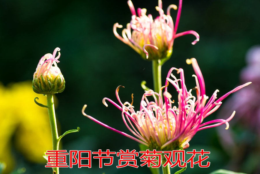 【祝老年朋友们重阳节健康长寿摄影图片】生态摄影_网