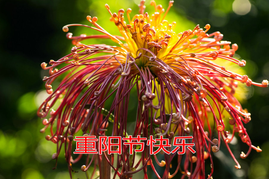 鲜花献老人 重阳表心愿