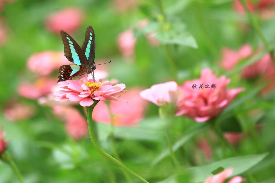 【秋花之蝶摄影图片】生态摄影_太平洋电脑网摄影部落