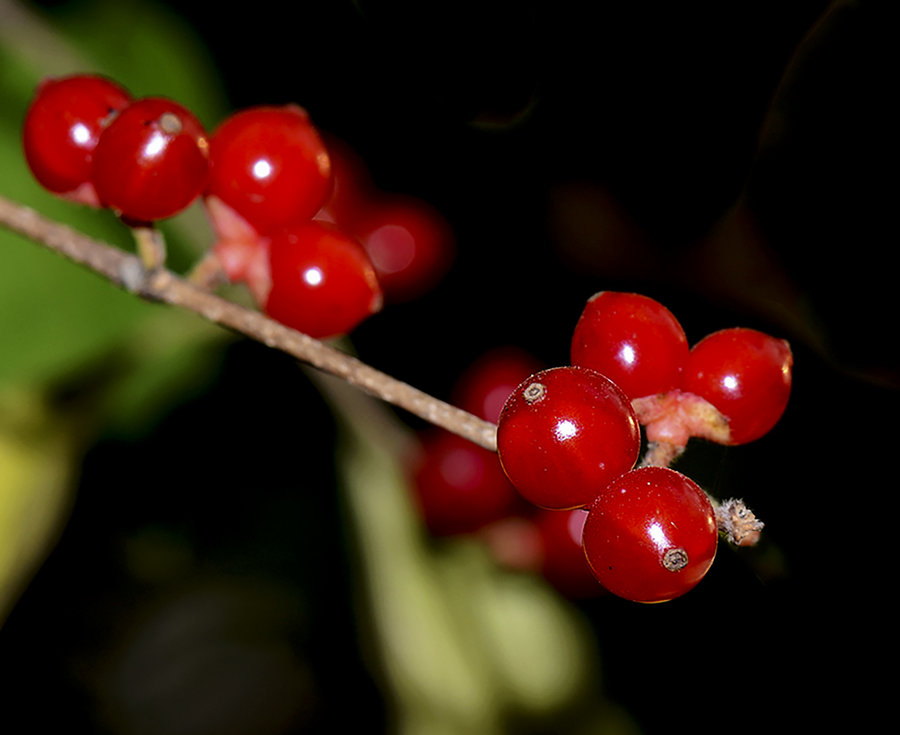 【微距小品-红豆最相思摄影图片】生态摄影_太平洋电脑网摄影部落