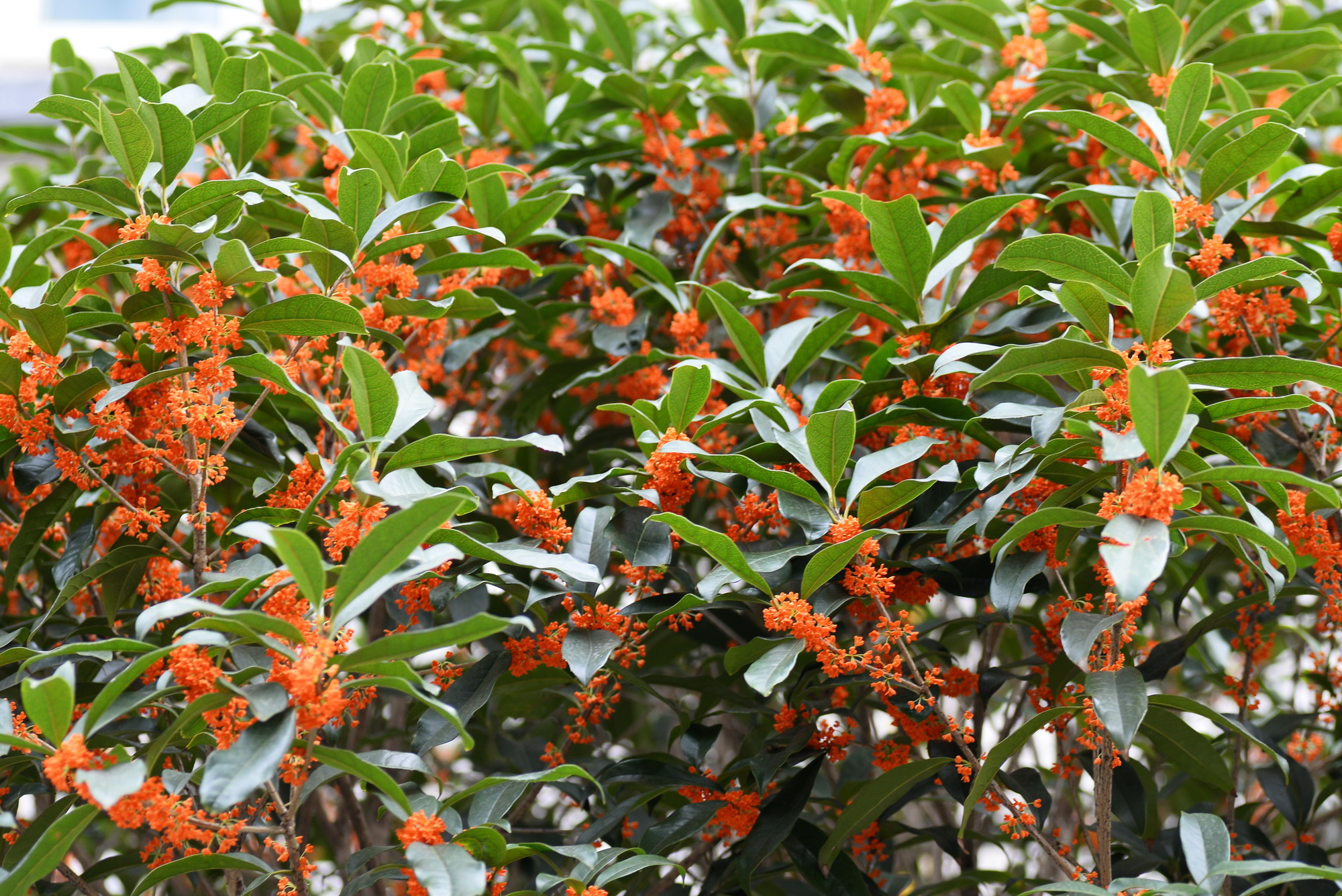 再拍桂花(10月17日)