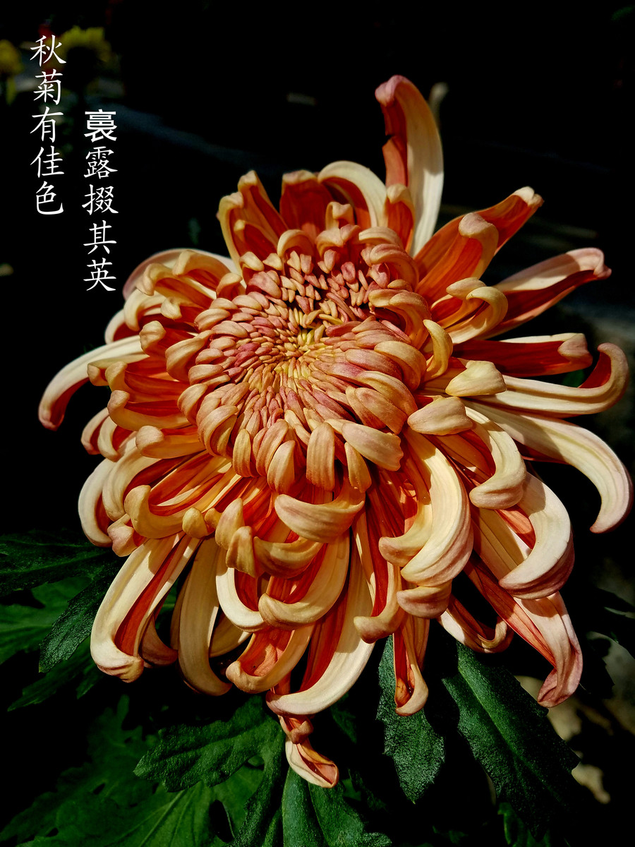 s7秋菊