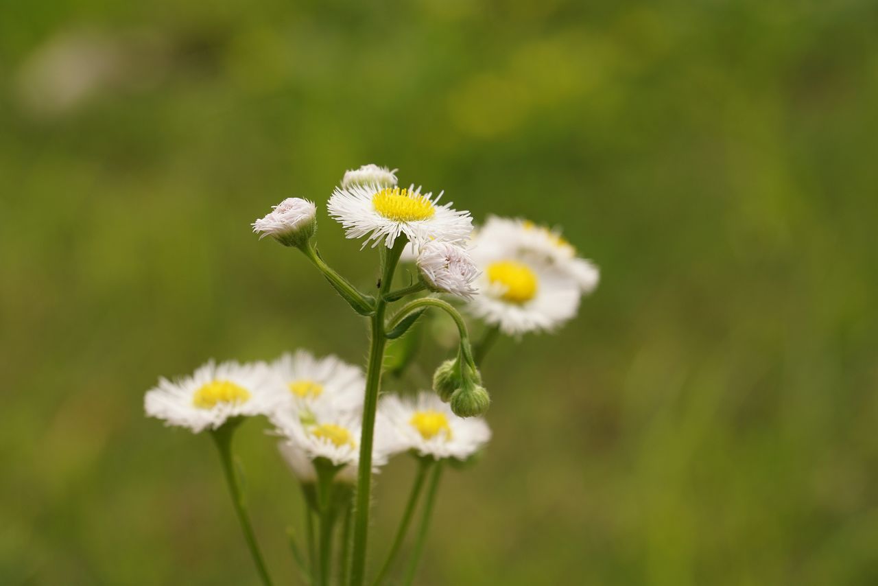 野草花