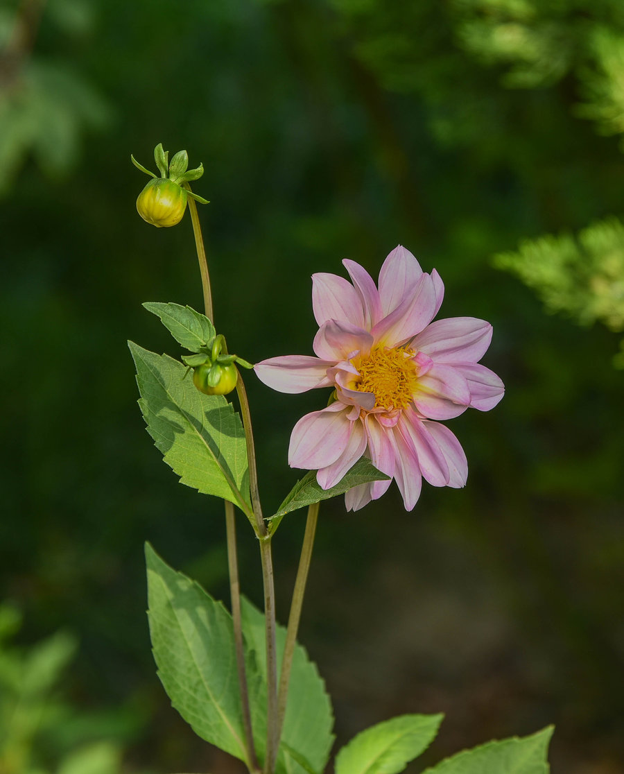 小丽花