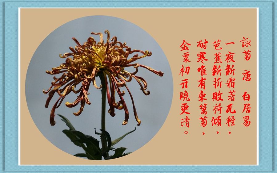 咏菊