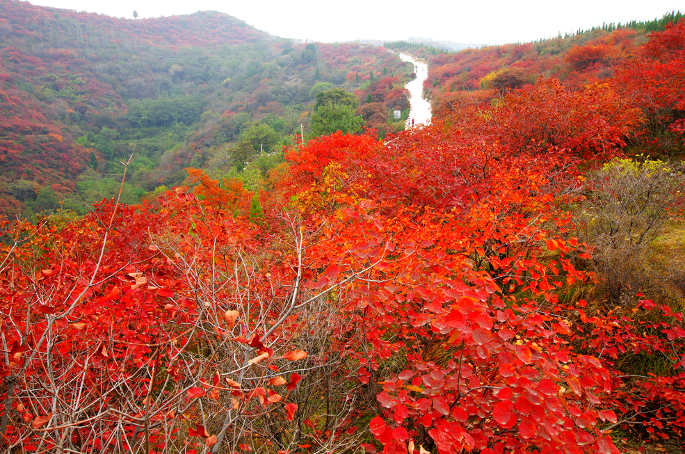 赏红叶 最佳目的地 巩义长寿山 距离商丘260公里 《长寿山的秋》节选图片