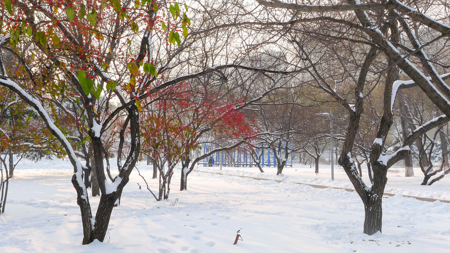 南湖公园冬天雪景 (共 15 p)