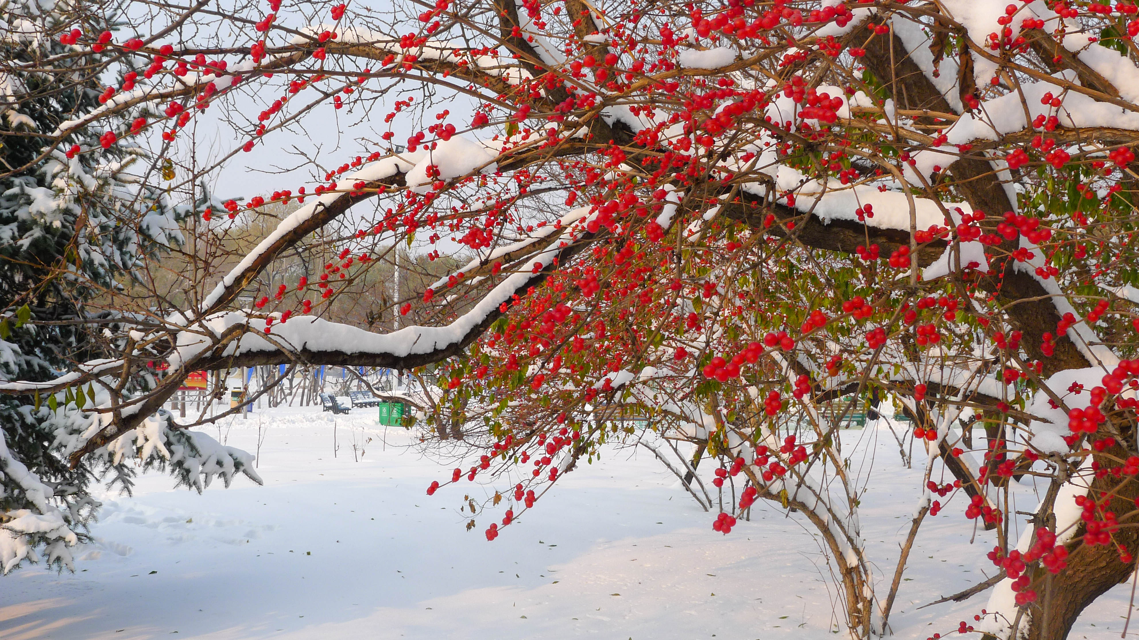 南湖公园冬天雪景