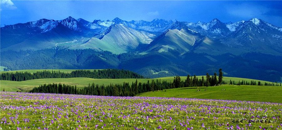 新疆喀拉峻夏季美景