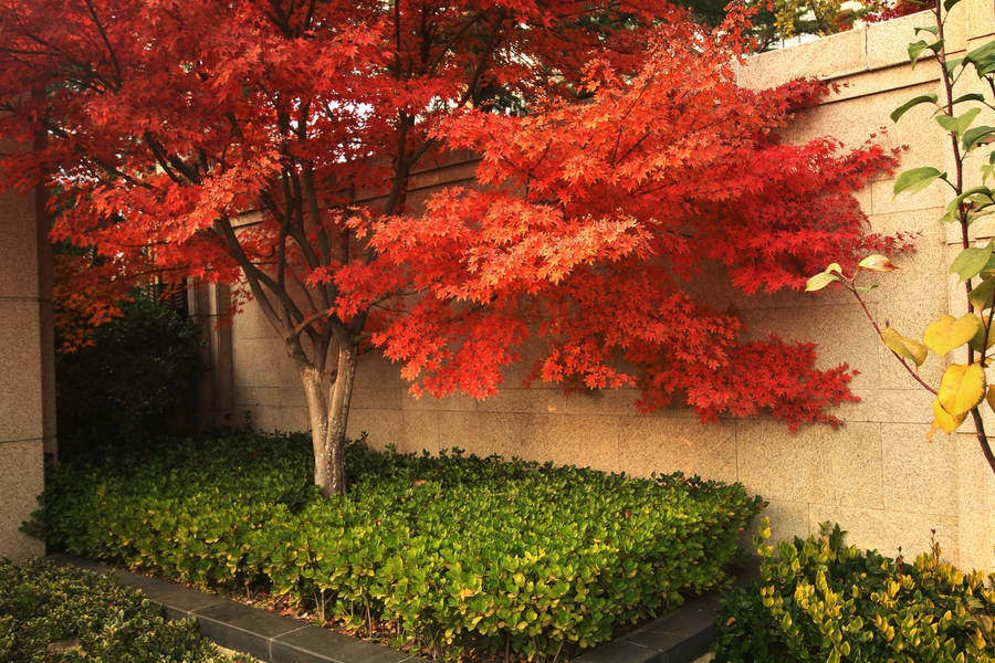 【小区门前的枫树叶也红了!摄影图片】风光旅