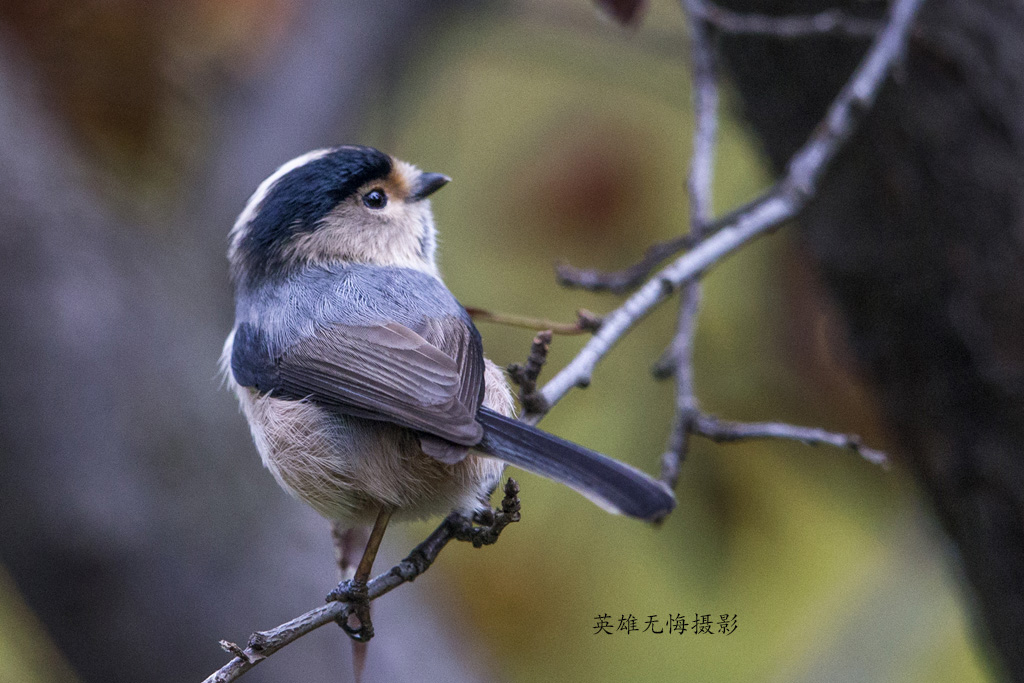 红头长尾山雀(雌鸟)