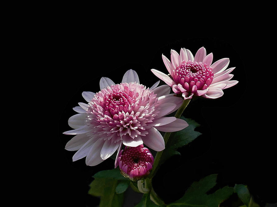 一组小菊花