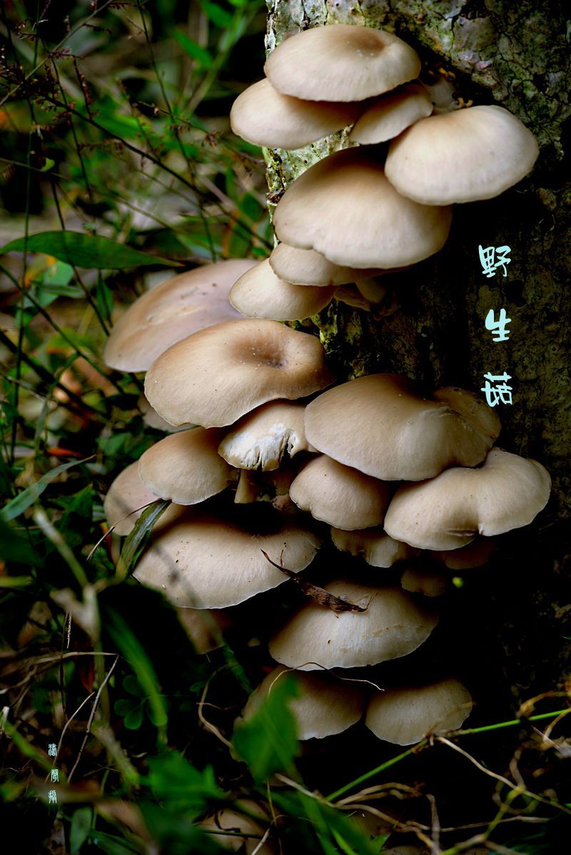 冬天里的野生菇