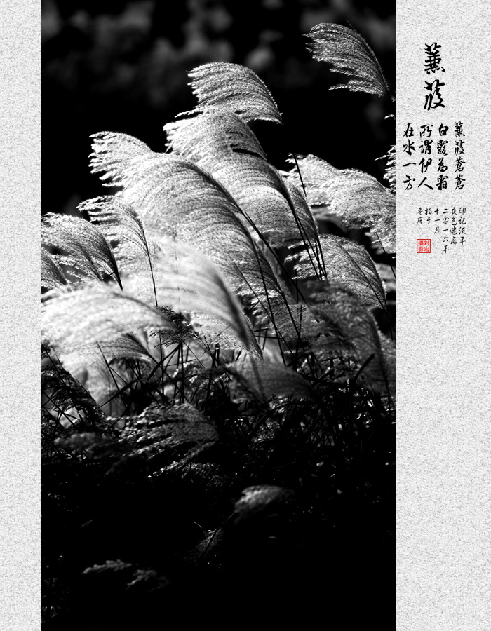 蒹葭苍苍