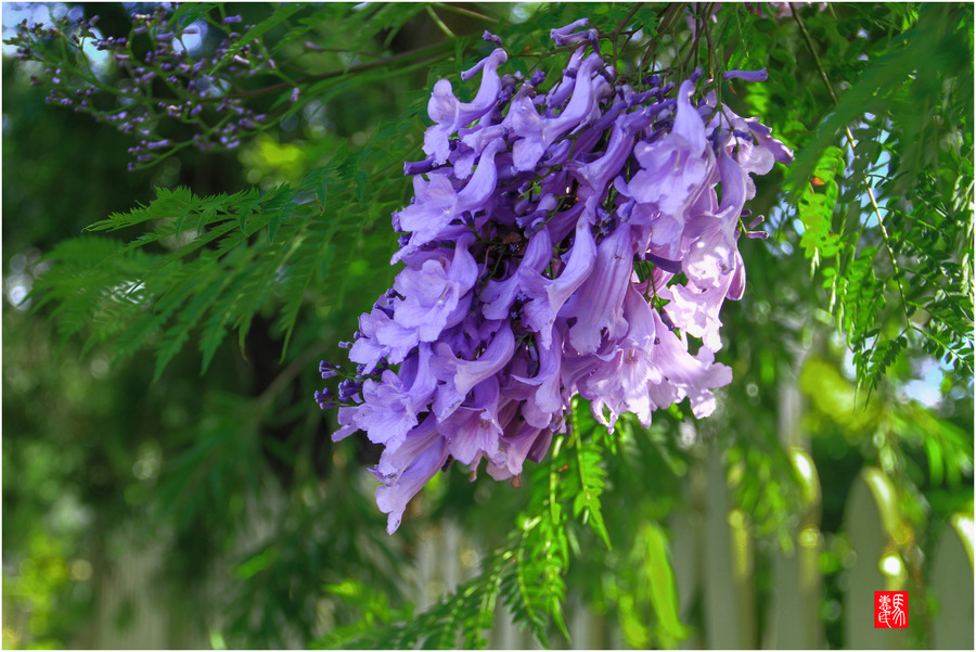 紫花楹