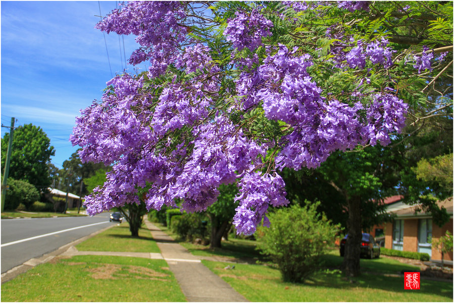 紫花楹