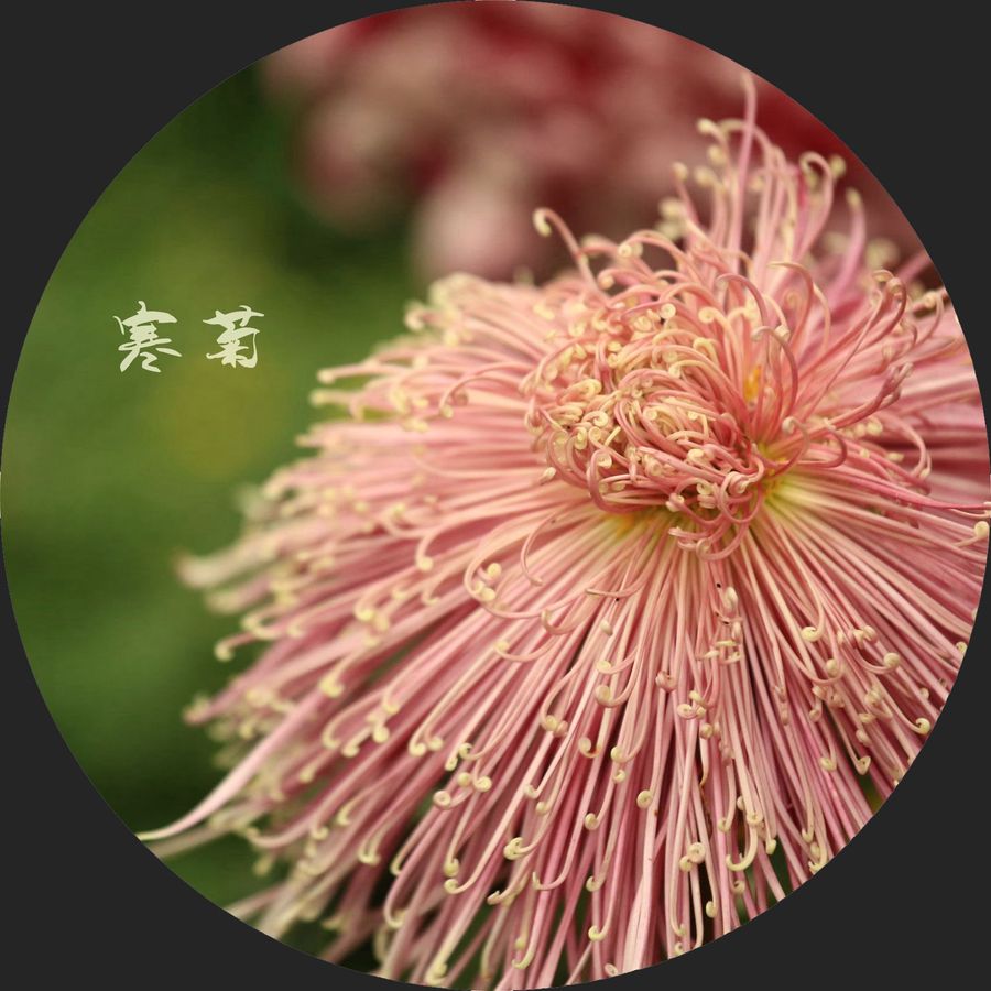 寒菊