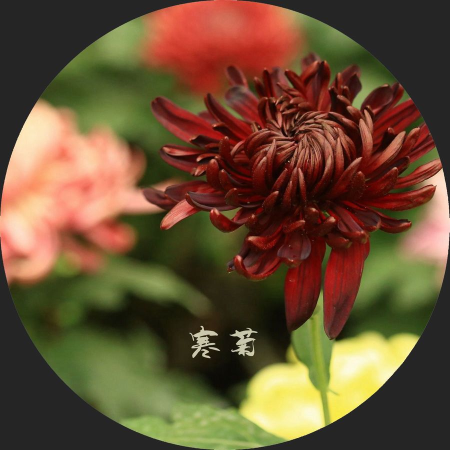 寒菊