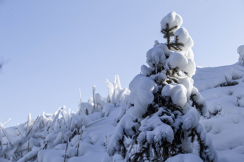 【实拍---甘肃和政松鸣岩的雪松摄影图片】风光