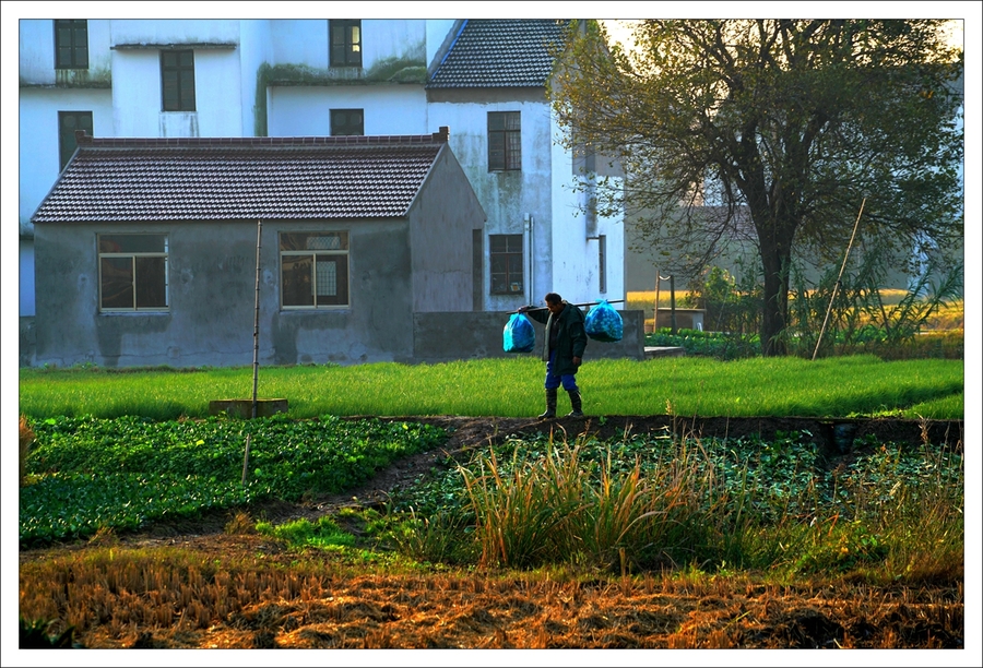 【清晨拾菜上市的农民摄影图片】上海纪实摄影_太平洋电脑网摄影部落