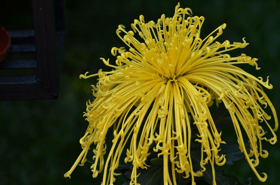 秋菊