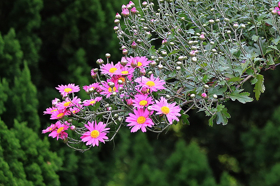 争奇斗艳小菊花