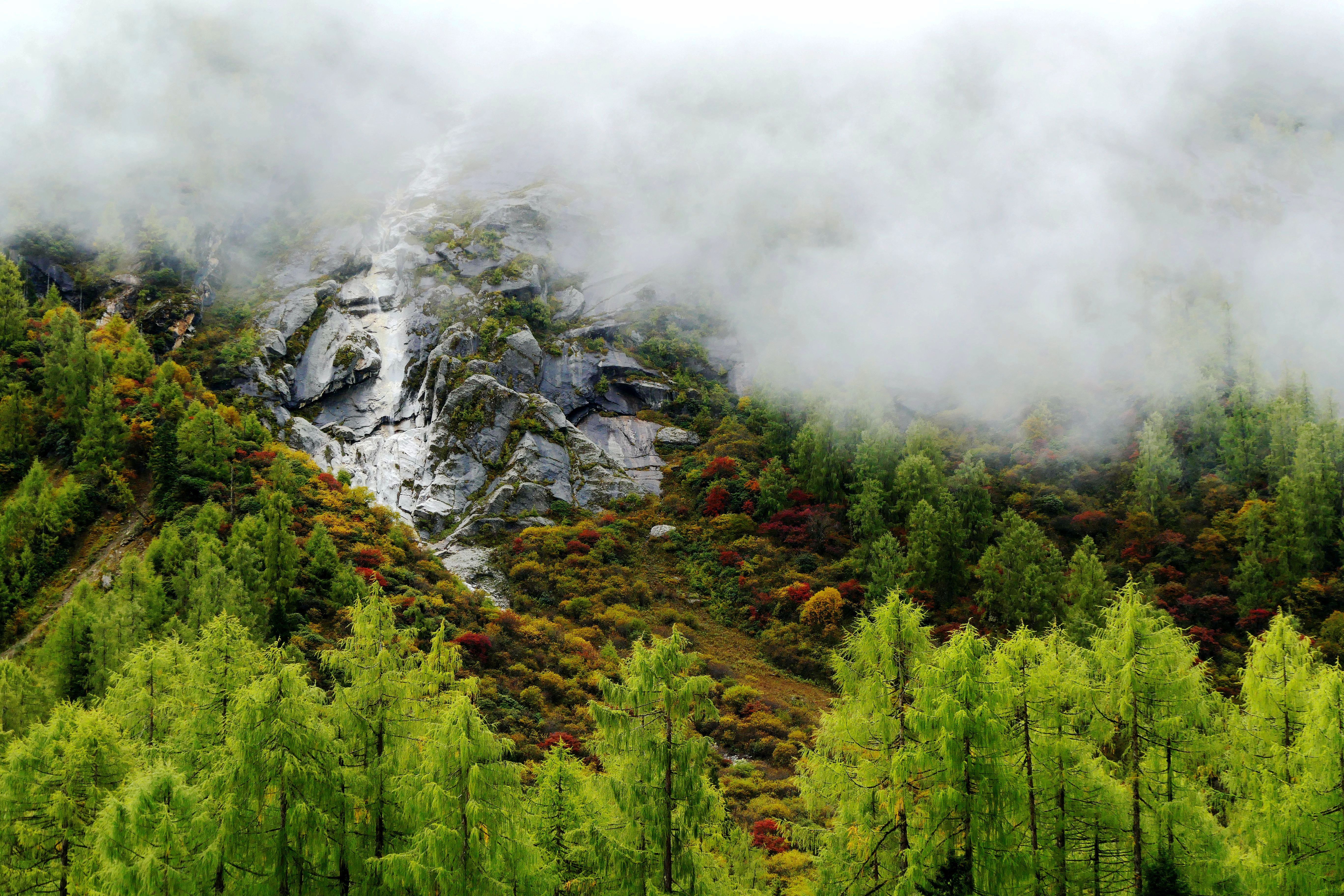 四姑娘山:红杉林(三)