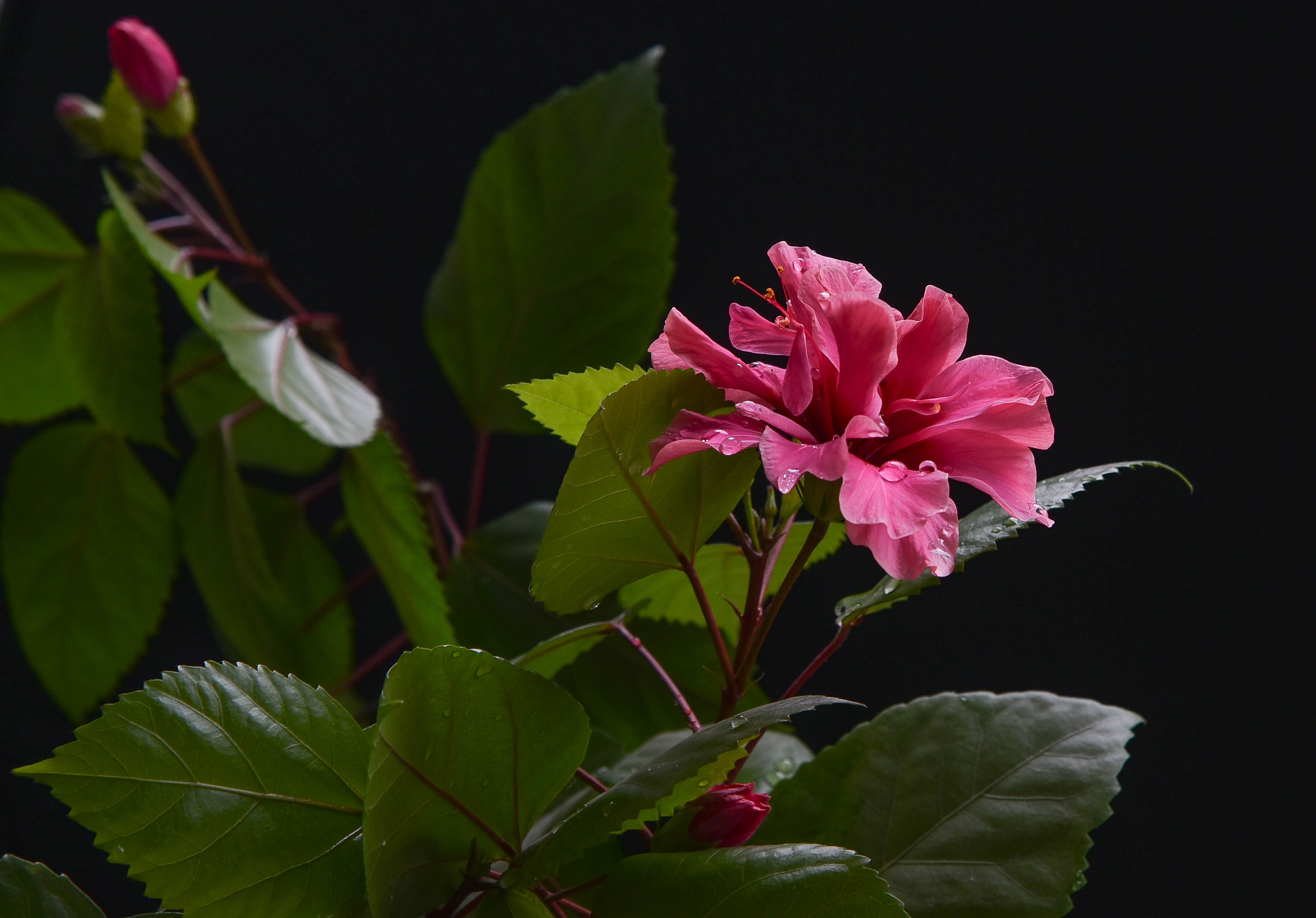 扶桑花