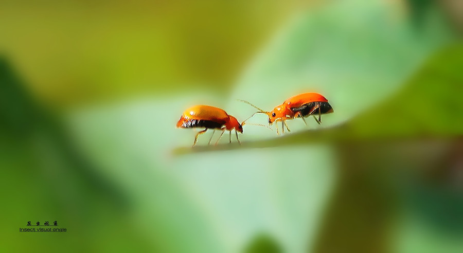 昆虫视角小虫镜语