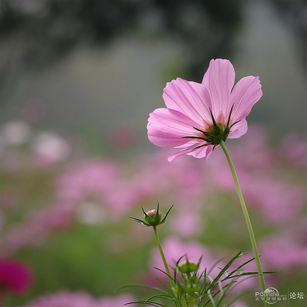 小清新格桑花ipadmini壁纸 第一辑