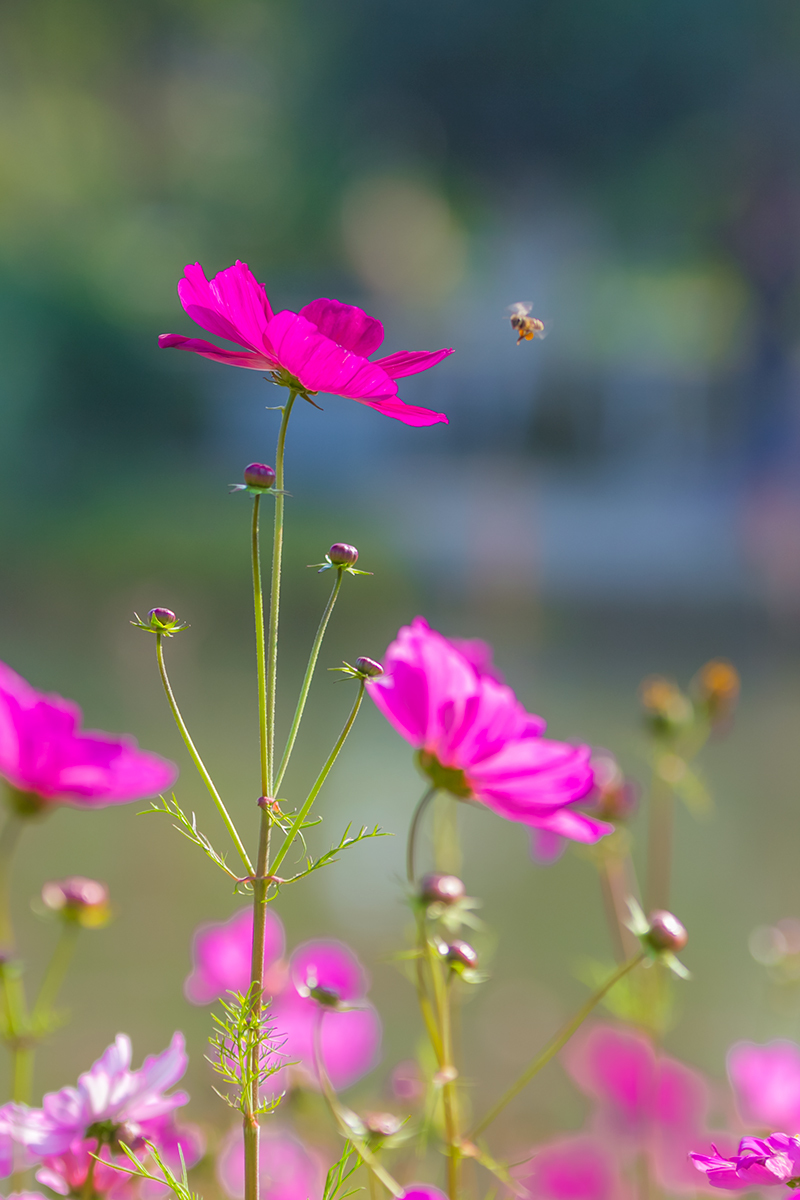 格桑花