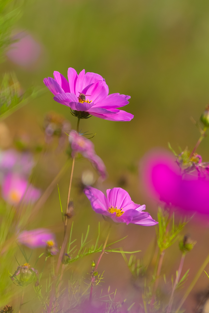 格桑花