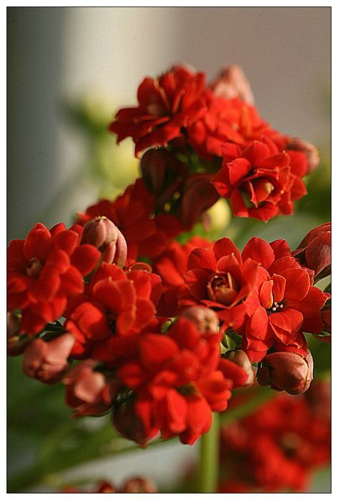 【红红的长寿花摄影图片】生态摄影_太平洋电脑网摄影