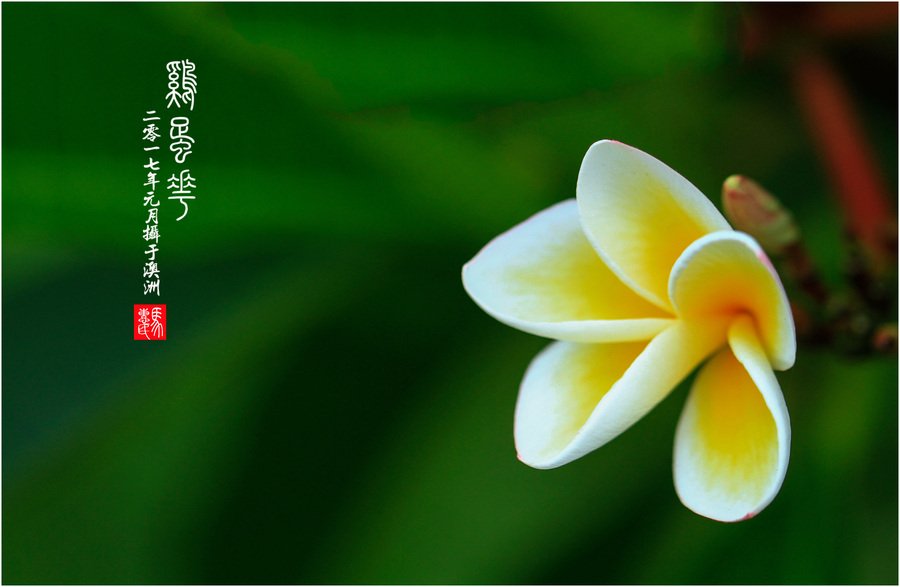 鸡蛋花(1)