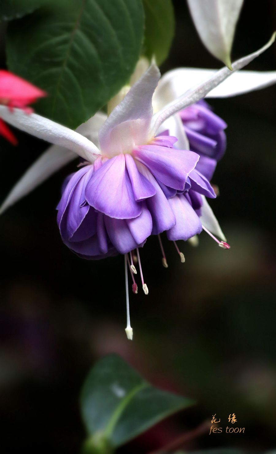 花缘:[热带雨林花卉]