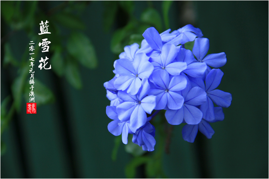 蓝雪花