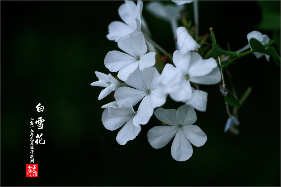 白雪花